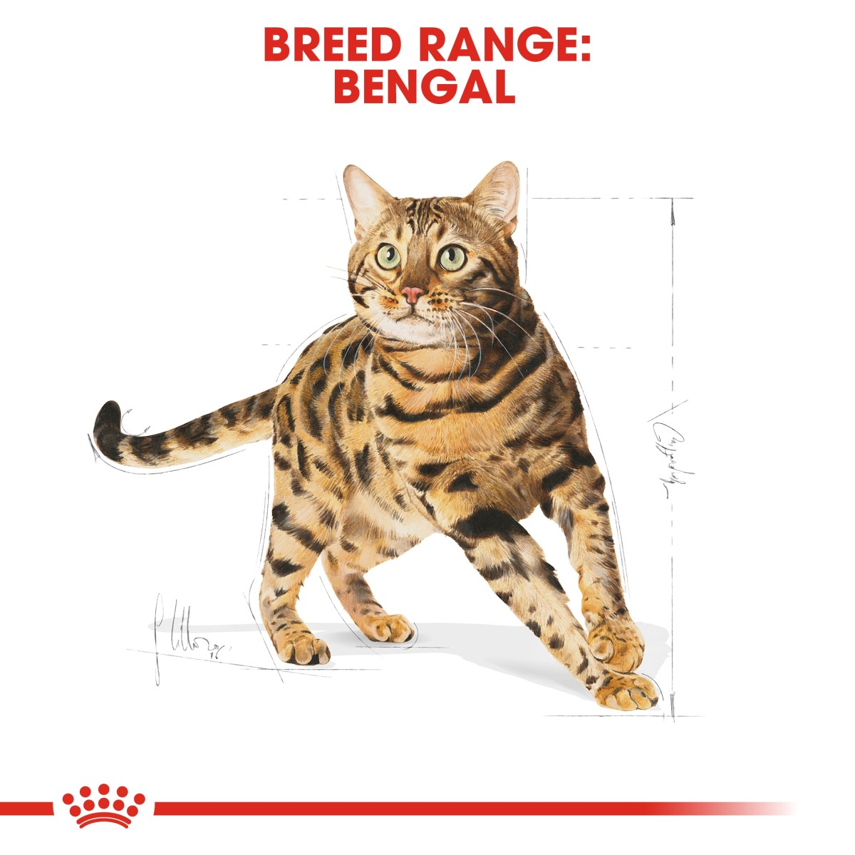 Royal Canin Bengal Adult Dry Cat Food 4 download 2