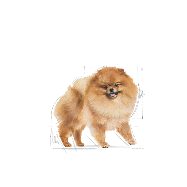 Royal Canin Pomeranian Adult Dry Dog Food 1.5kg 3 download 1 17