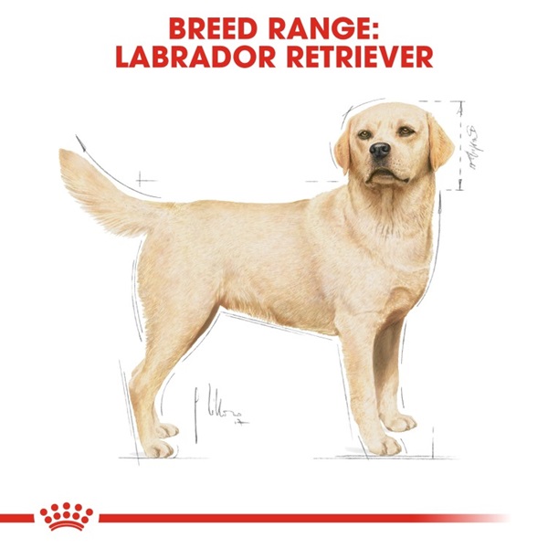 Royal Canin Labrador Retriever Adult Dry Dog Food 7 download 1 46