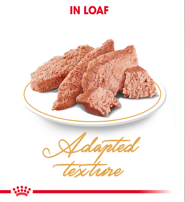 Royal Canin Persian Adult Wet Cat Food 4 download 3 1