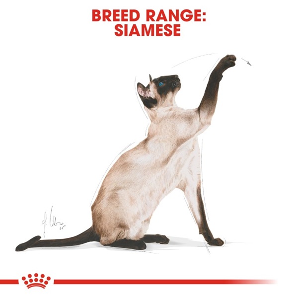 Royal Canin Siamese Adult Dry Cat Food 2KG 6 download 3 26