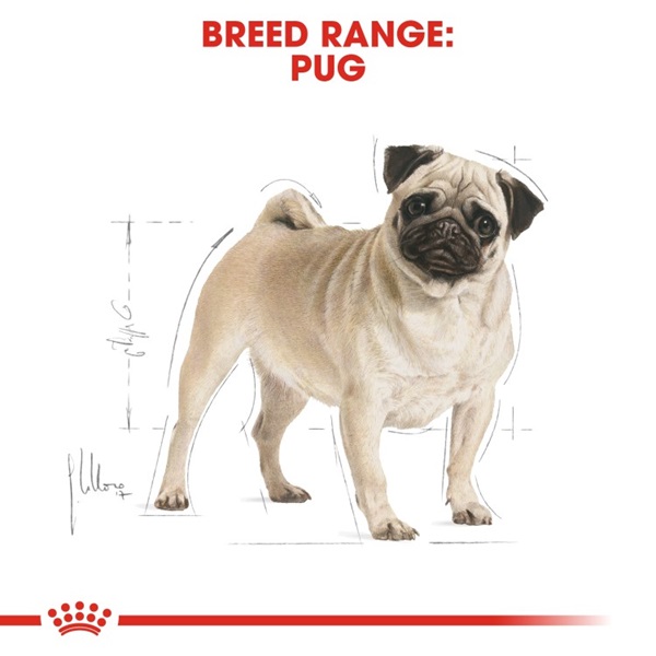 Royal Canin Pug Adult Dry Dog Food 7 download 3 47