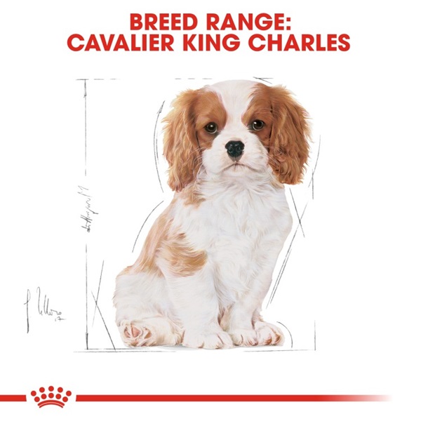 Royal Canin Cavalier King Charles Puppy Dry Food 1.5KG 8 download 6 12